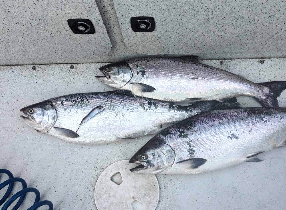 Vibe 2-Pack Herring Aid image 1