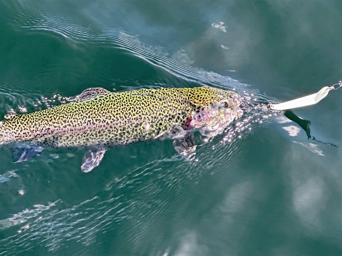 Lemon Lime 2-Pack image 4